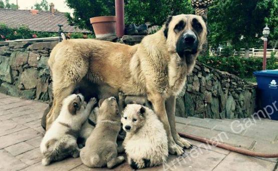 Армянский волкодав гампр: фото собаки, характеристика породы