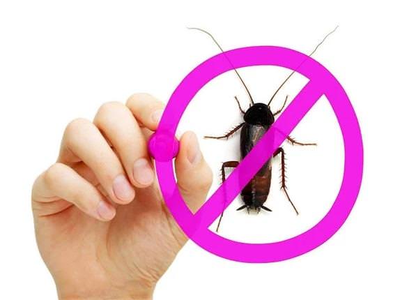 Уничтожение тараканов Уничтожение тараканов