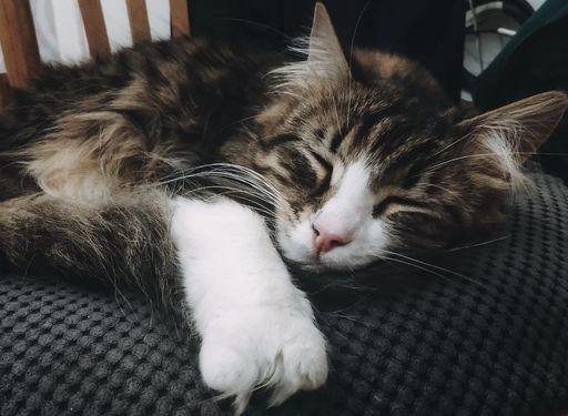 Мурчалкин Мурчалкин