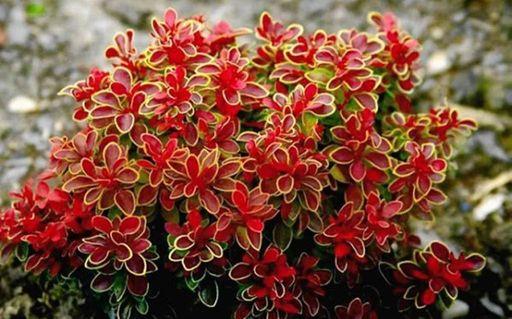 Барбарис Тунберга