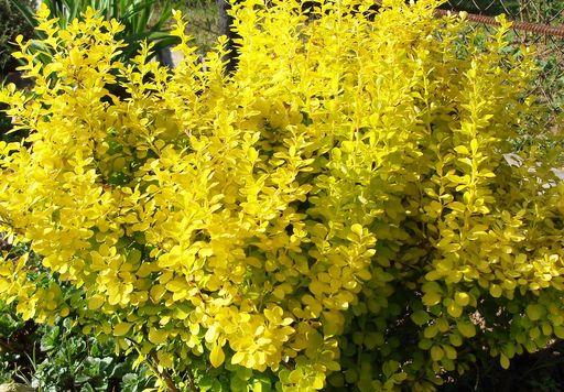 Жёлтый барбарис