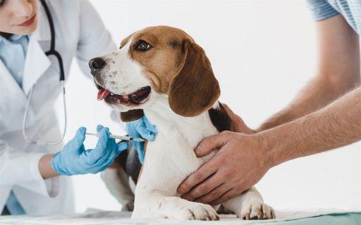 Вакцинация домашних животных: круглосуточно в ветклинике «Свой Доктор»