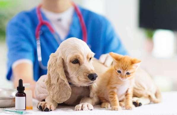 Ветеринарная клиника в Москве: оздоровление и забота о домашних питомцах