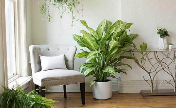 Диффенбахия Диффенбахия