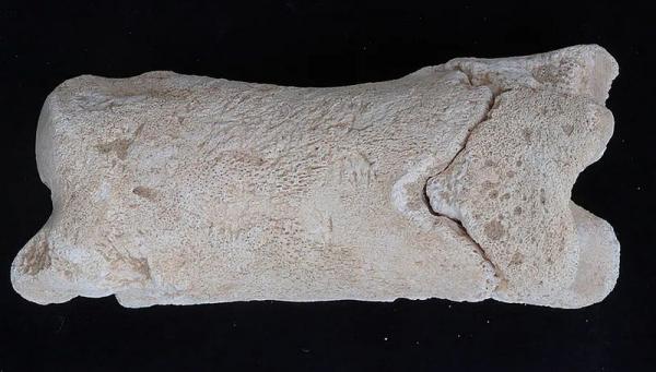 Древнеегипетский свисток из кости Древнеегипетский свисток из кости