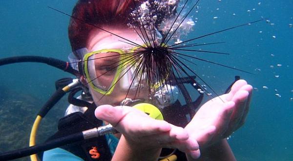 Дайвинг в Паттайе