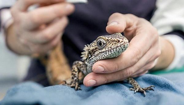 герпетолог