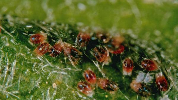 Красный плодовый клещ Красный плодовый клещ