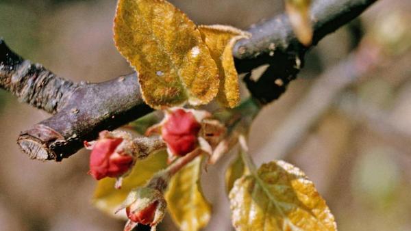 Красный плодовый клещ